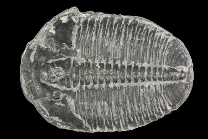 Elrathia Trilobite Fossil - Utah #71043
